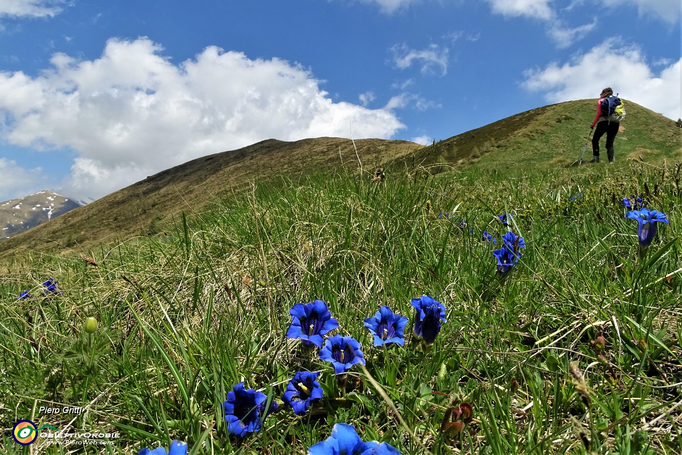 36  Genziana di Clusius (Gentiana Clusii).JPG